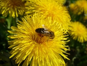 Macro, Insect, Nature, Flower, Yellow, flower, nature thumbnail