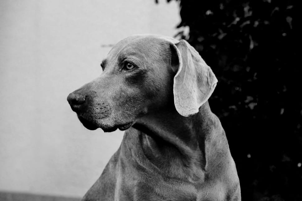grey scale photography of weimaraner preview