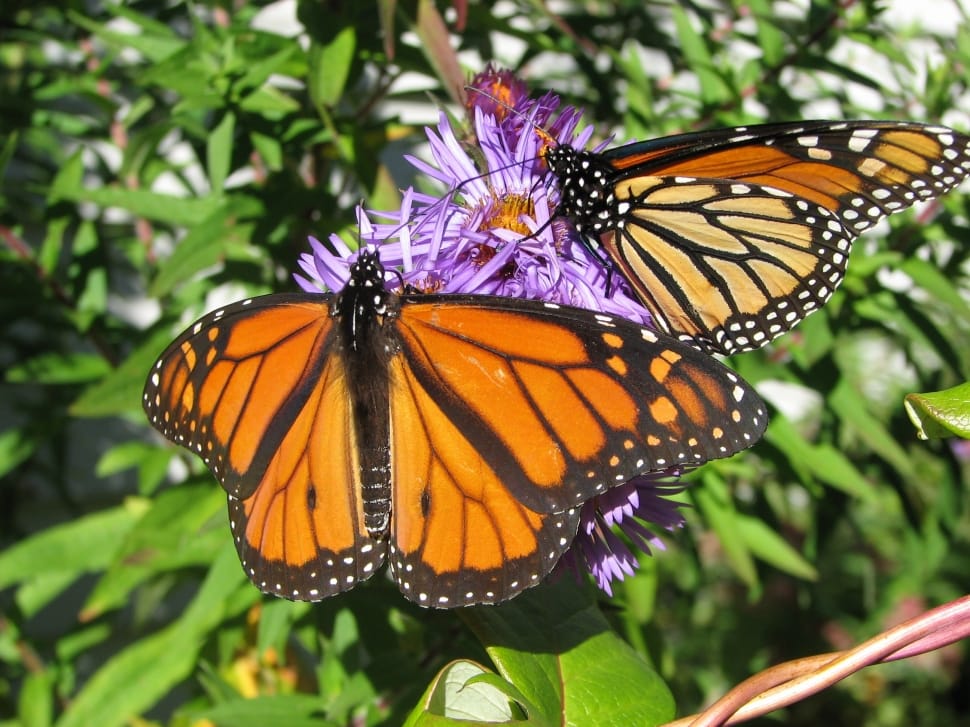 2 monarch butterflies preview