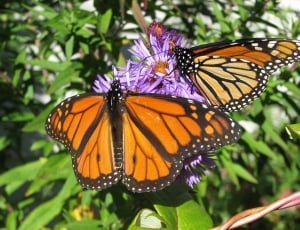 2 monarch butterflies thumbnail