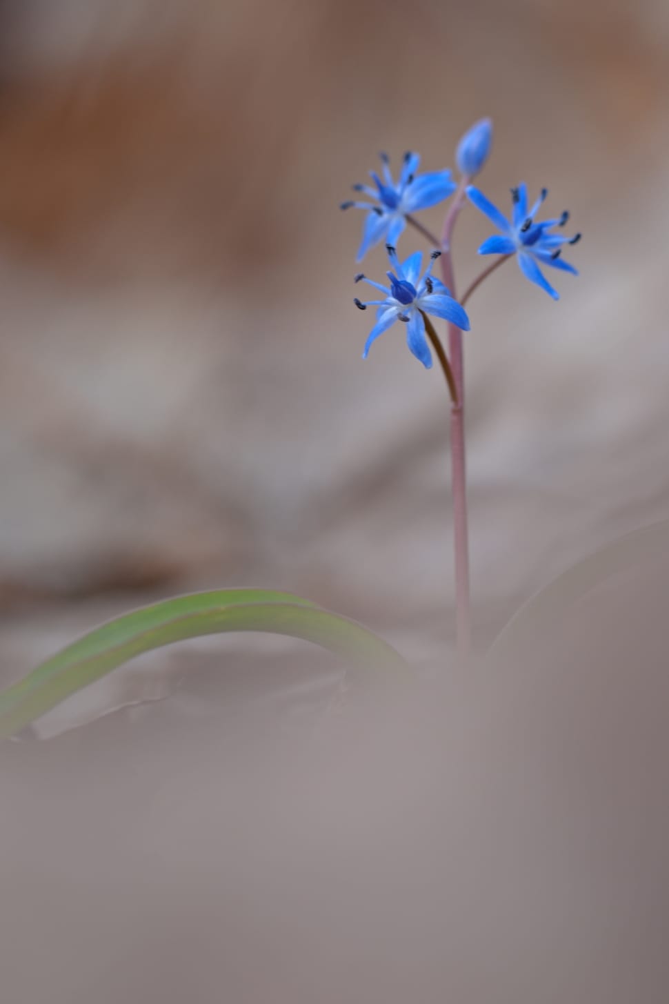 blue flowers in macro photography preview