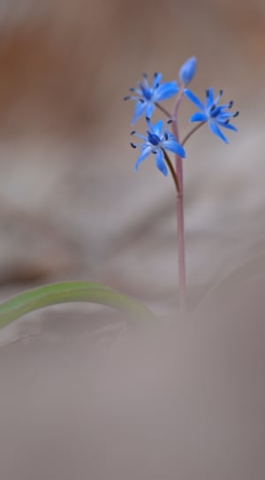 blue flowers in macro photography thumbnail