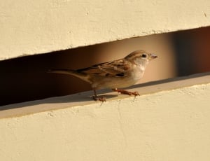 brown bird on white concrete thumbnail