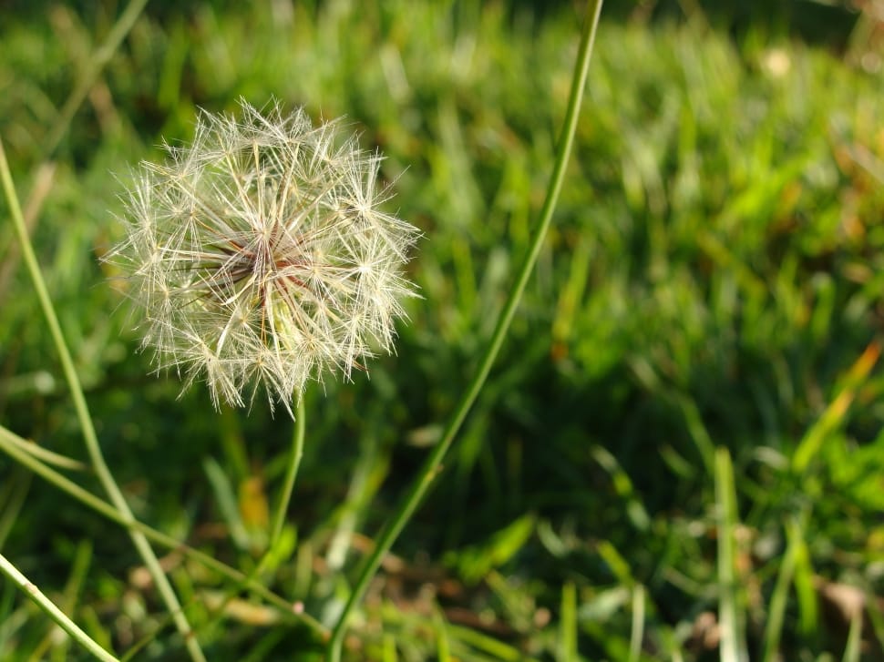 white dandelion preview