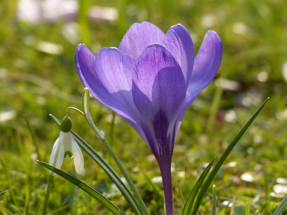 Violet, Crocus, Bloom, Purple, Blue, flower, fragility preview