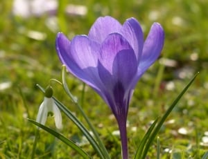 Violet, Crocus, Bloom, Purple, Blue, flower, fragility thumbnail