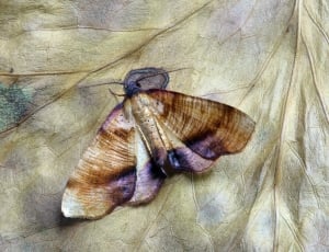 brown indian meal moth thumbnail