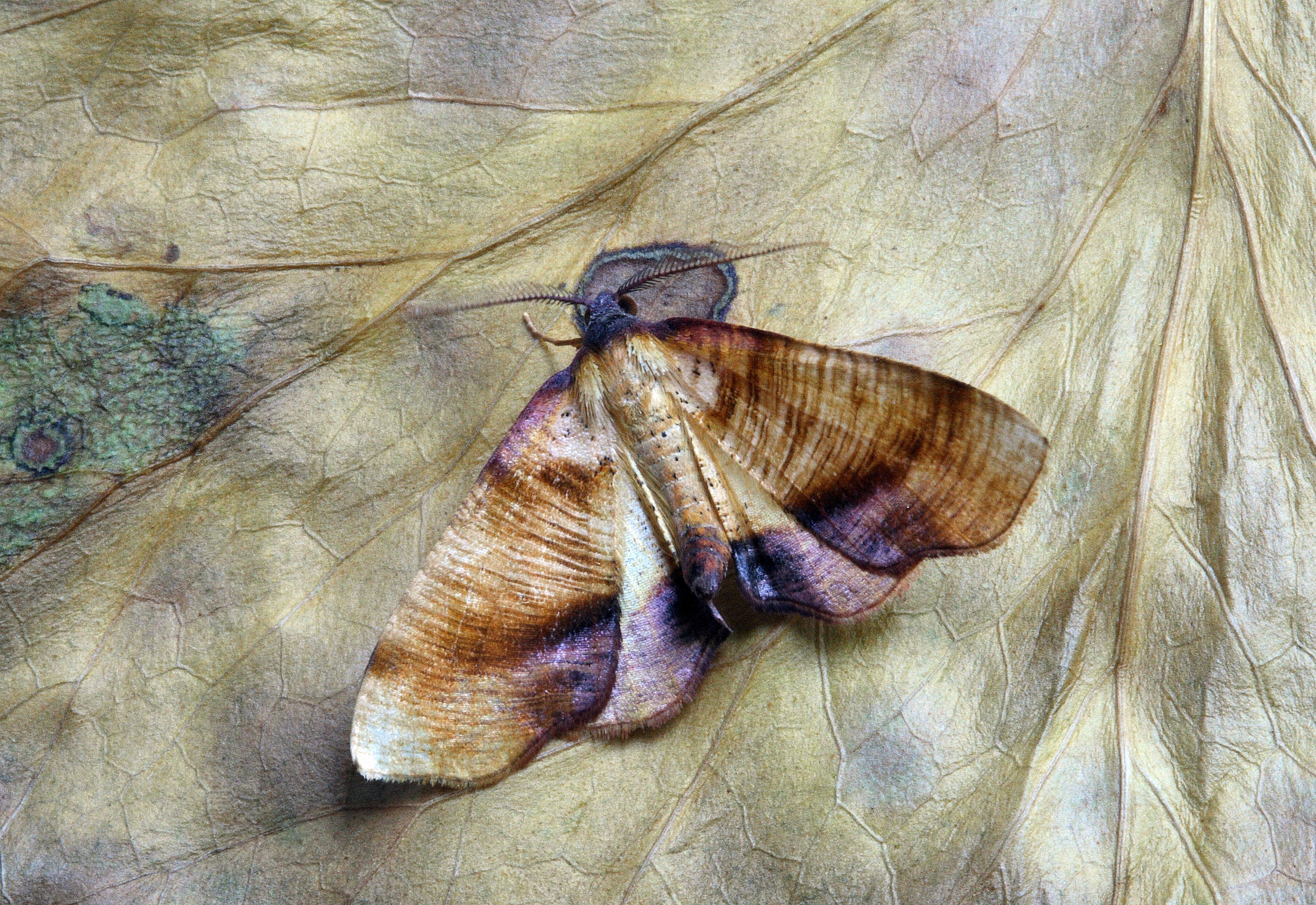 brown indian meal moth