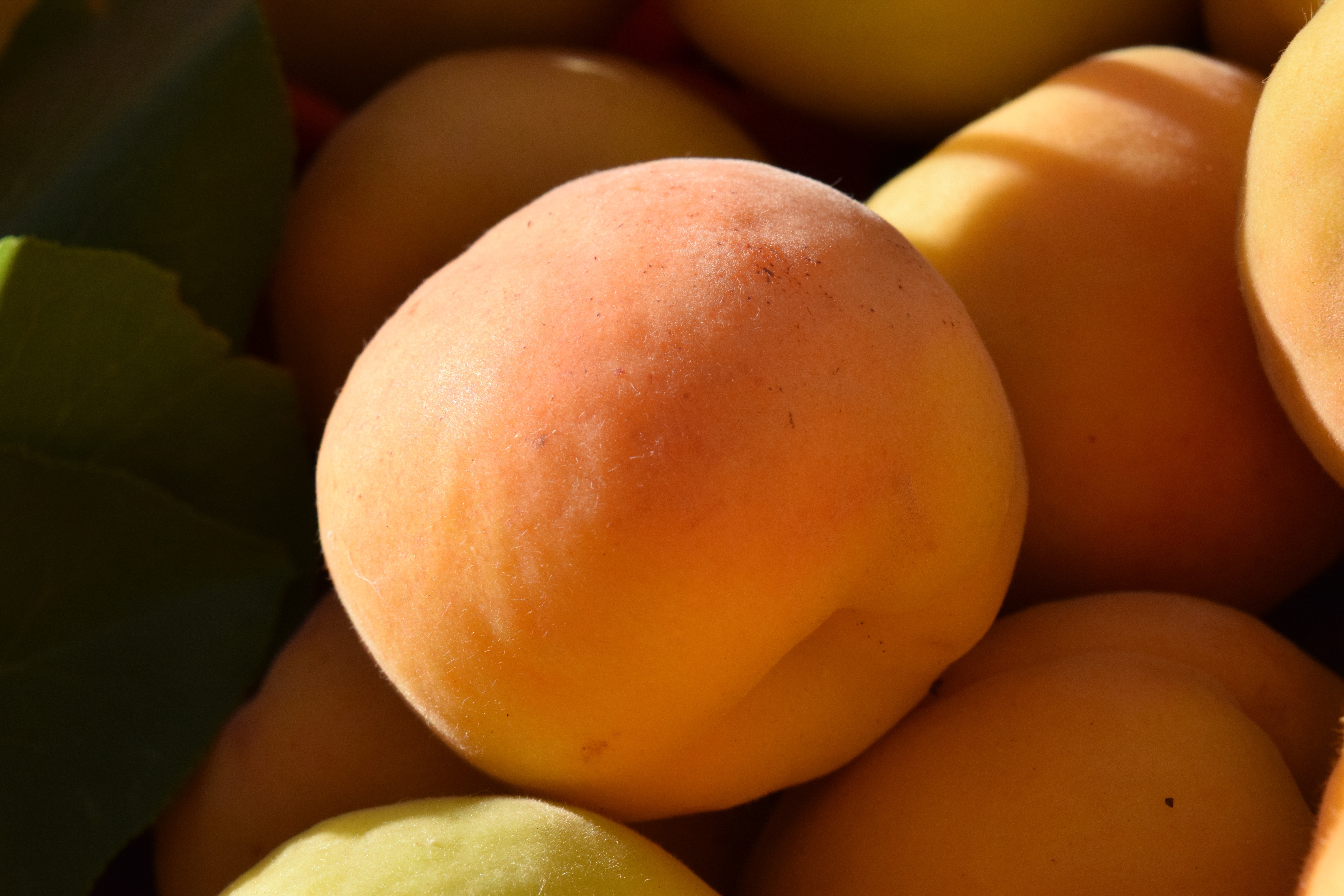 orange round fruit