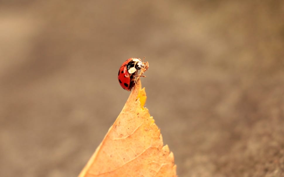red and black ladybird preview