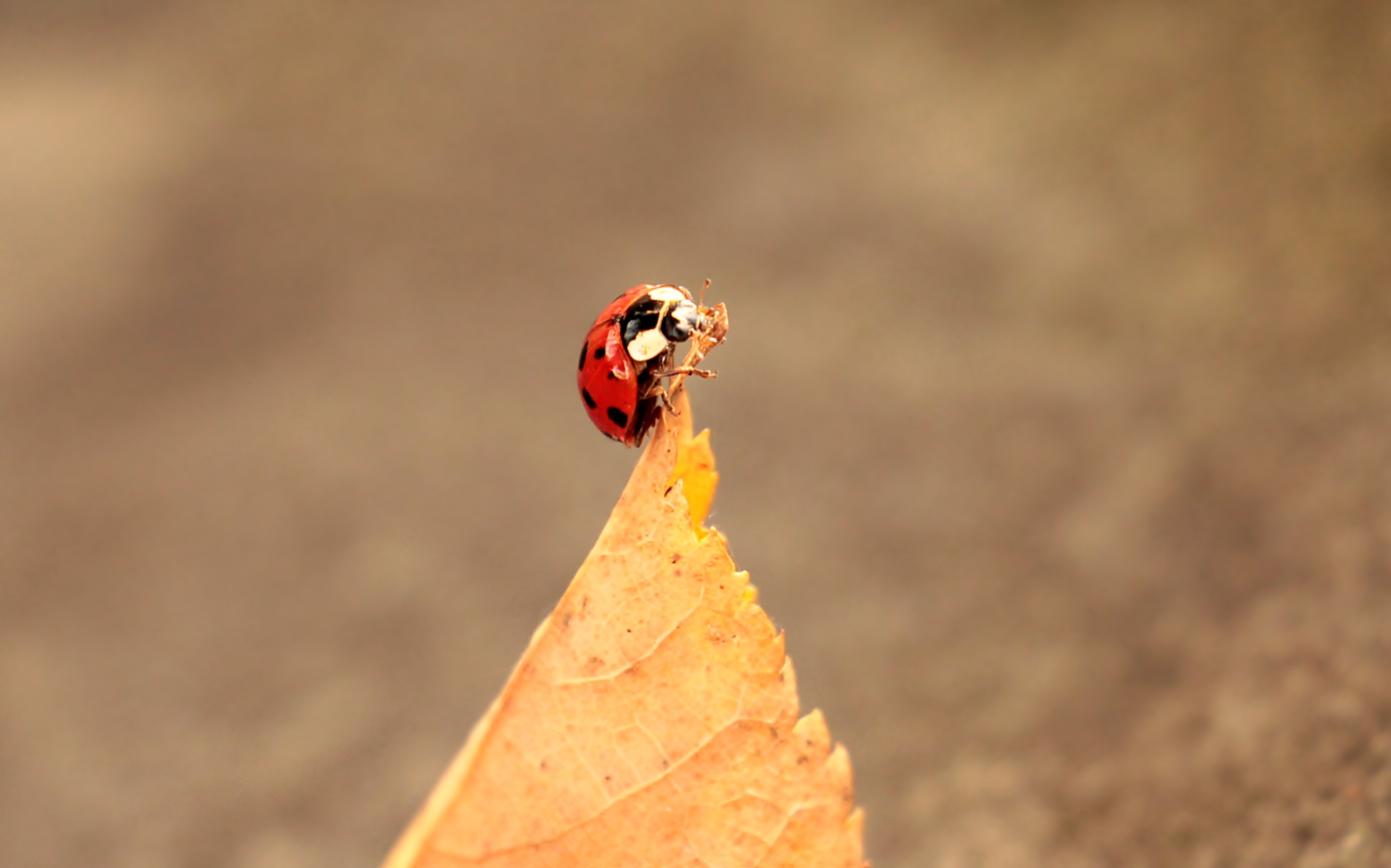 red and black ladybird