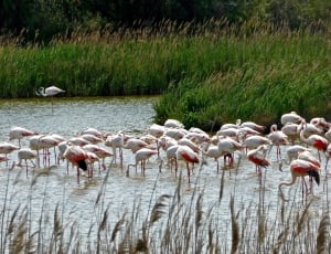 white flamingos on water thumbnail