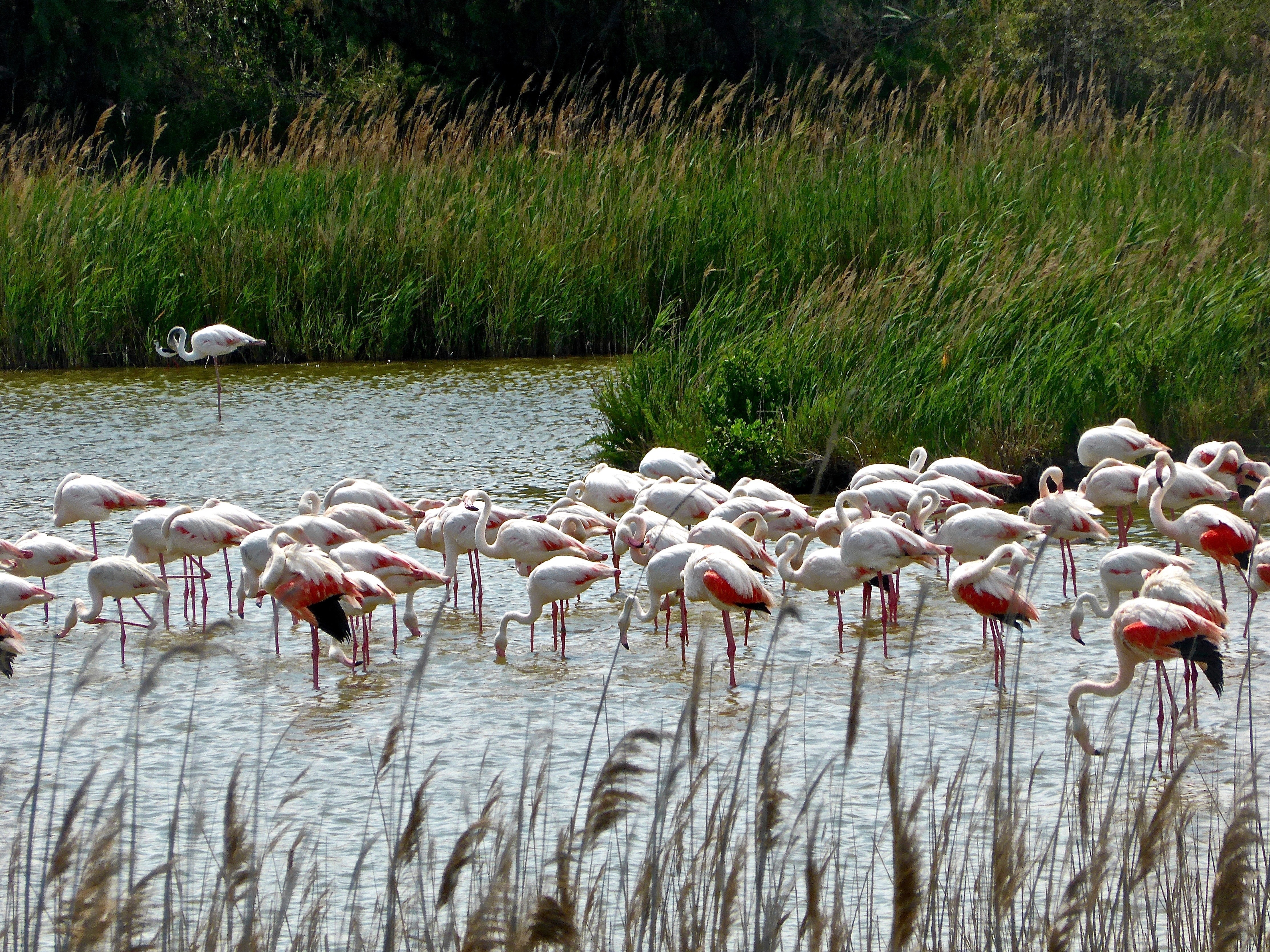 white flamingos on water