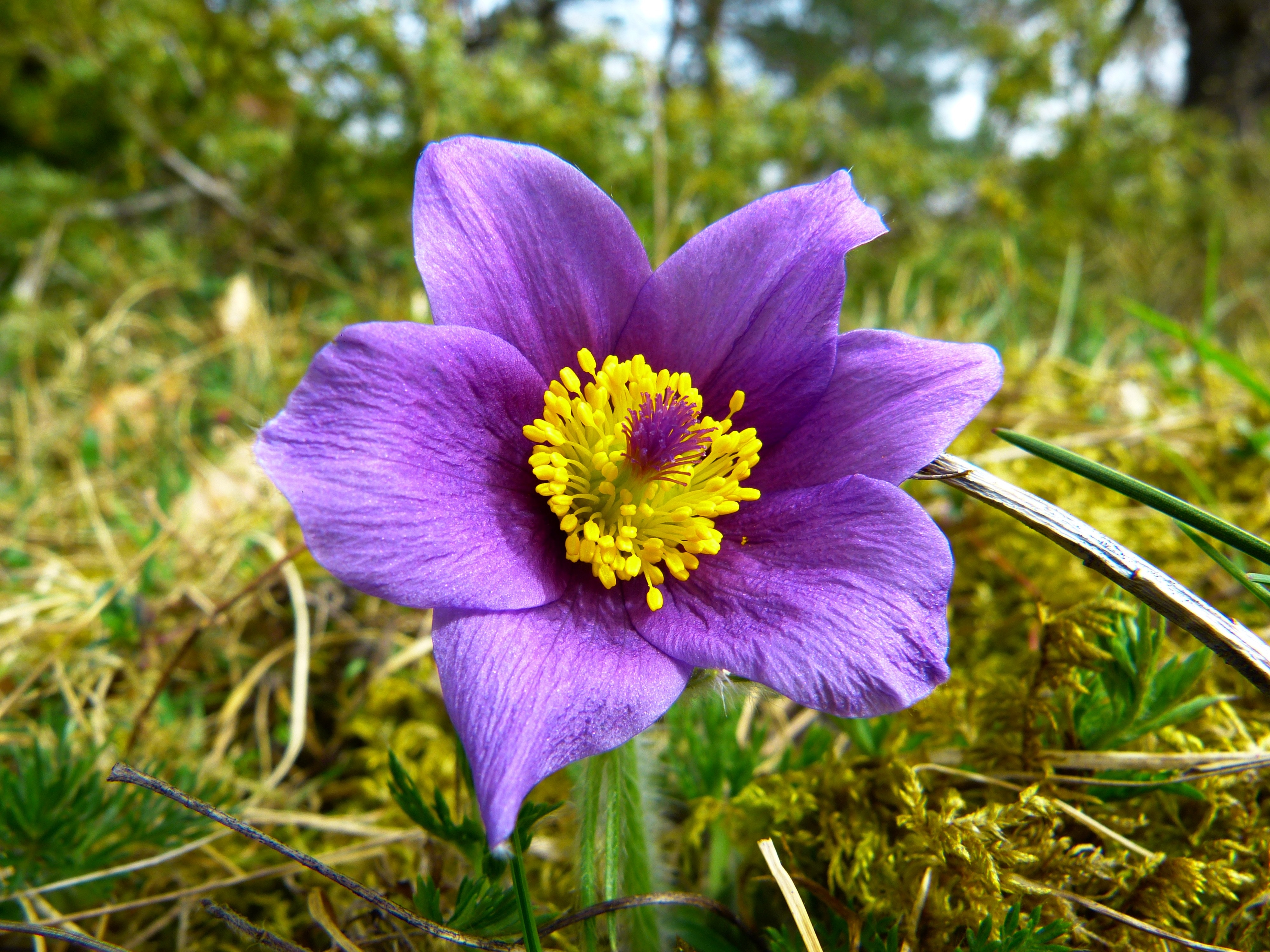 purple and yellow flower