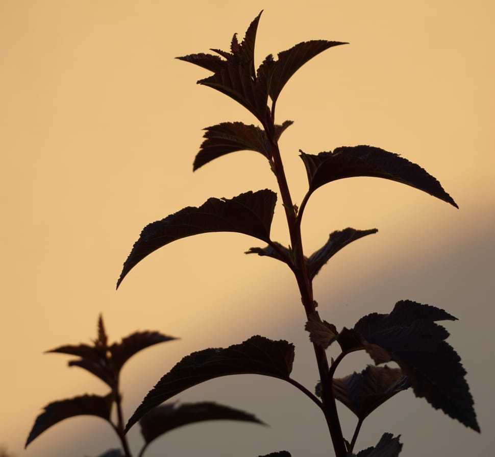 silhouette of the plant preview