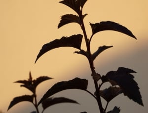 silhouette of the plant thumbnail