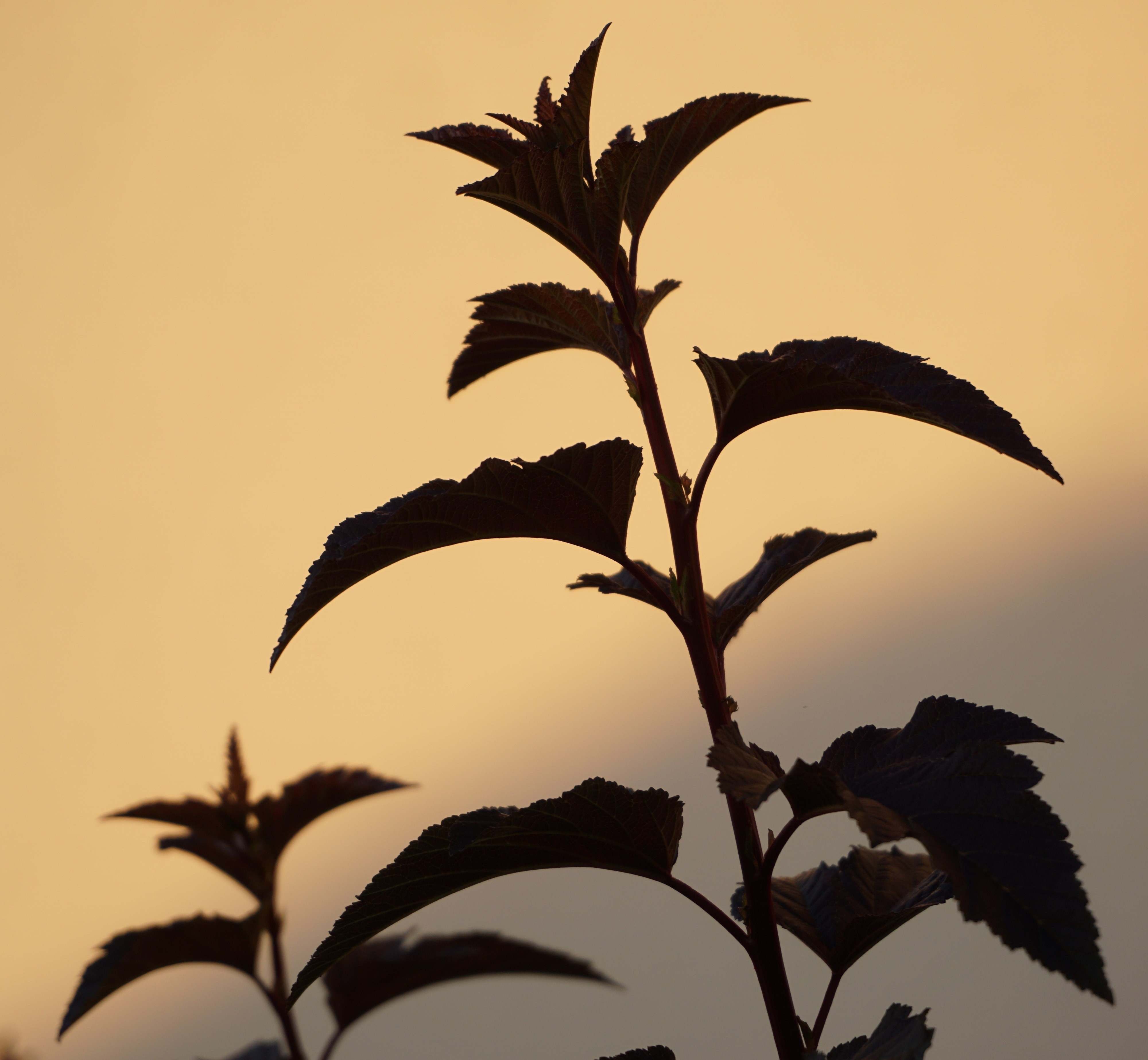 silhouette of the plant
