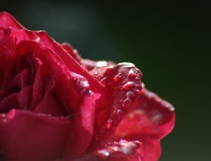 Blossom, Rose, Flower, Summer, Red, red, flower thumbnail