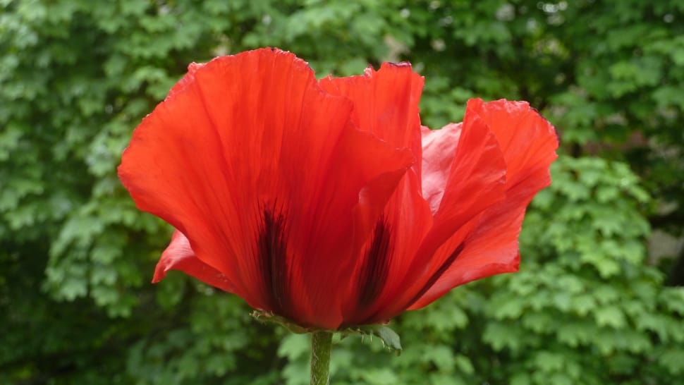 Summer, Beautiful, Flower, Red, Poppy, flower, red preview