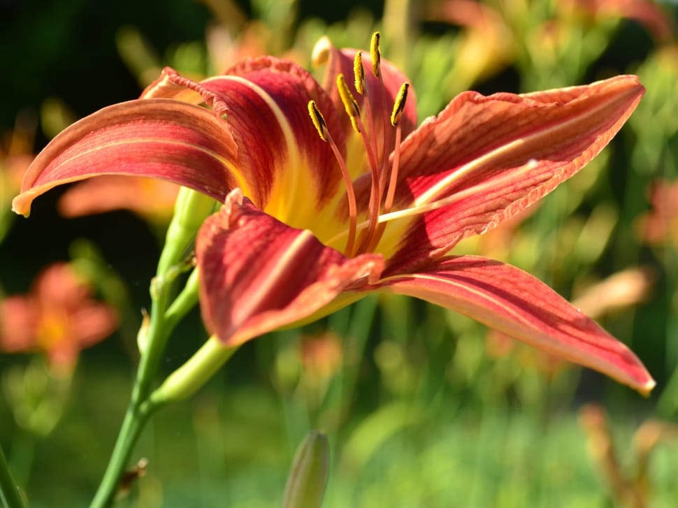Lily, Flower, Orange, Day Lily, Nature, flower, growth preview