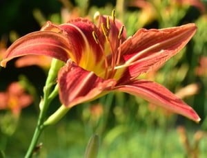 Lily, Flower, Orange, Day Lily, Nature, flower, growth thumbnail