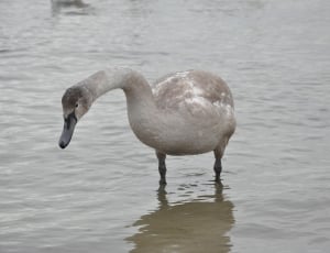gray swan thumbnail