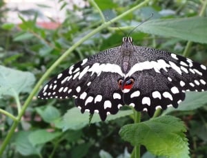 black white and gray butterfly thumbnail