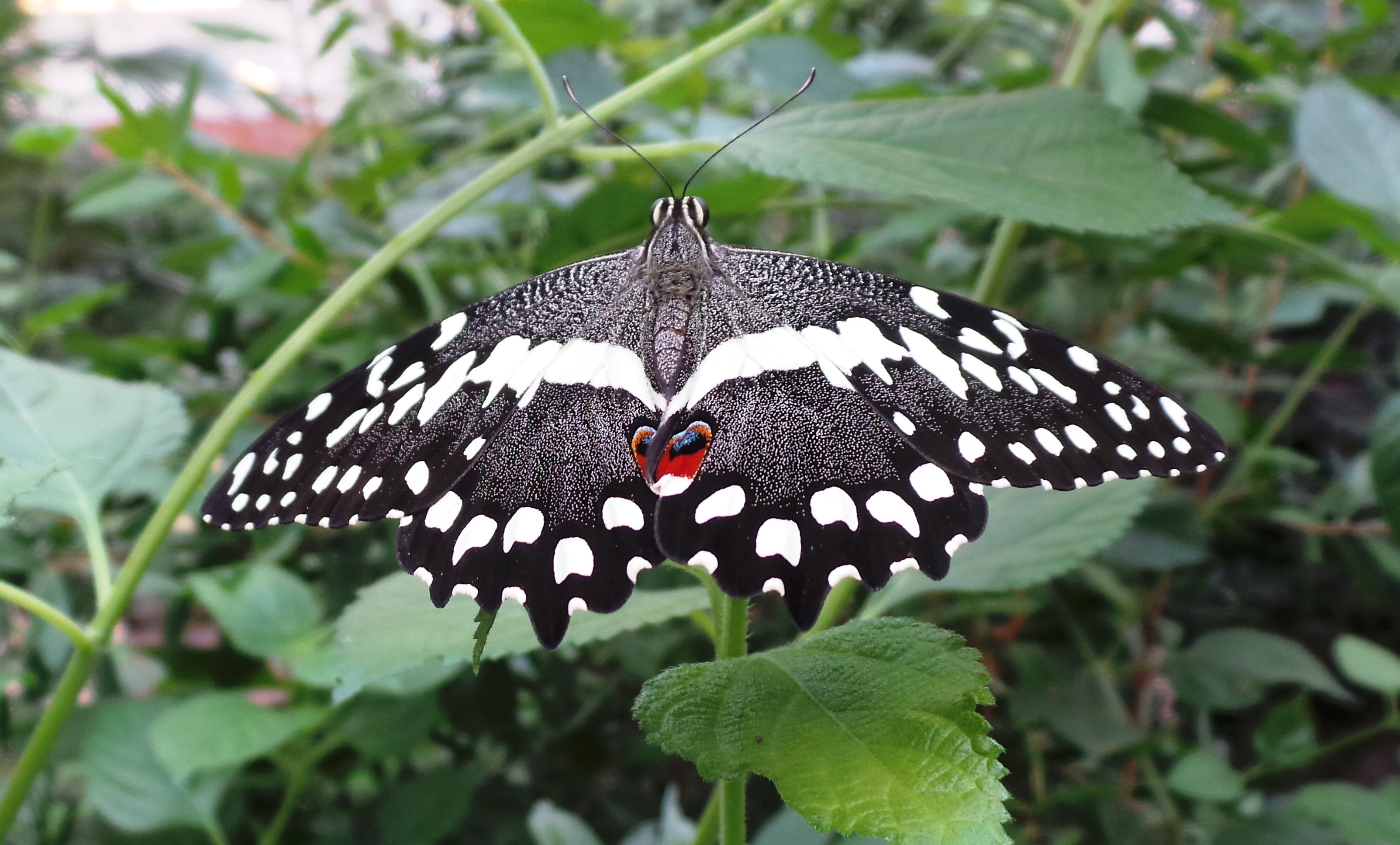 black white and gray butterfly
