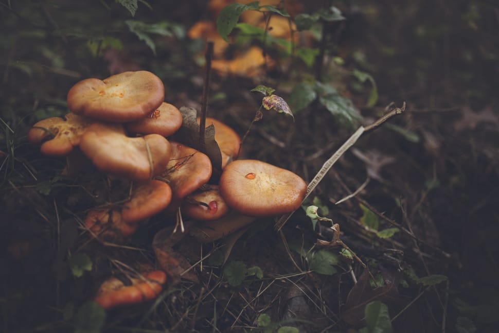 shallow focus photography of brown mushrooms preview