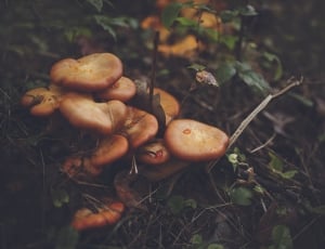 shallow focus photography of brown mushrooms thumbnail