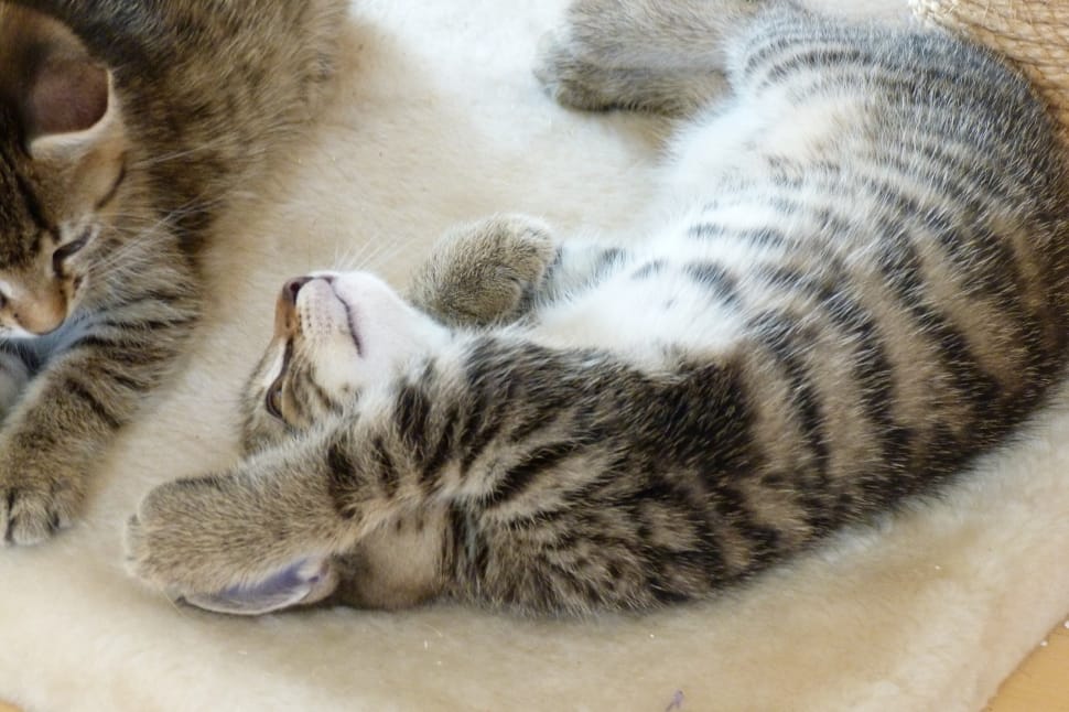 silver and black tabby kitten preview