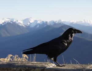 black crow thumbnail