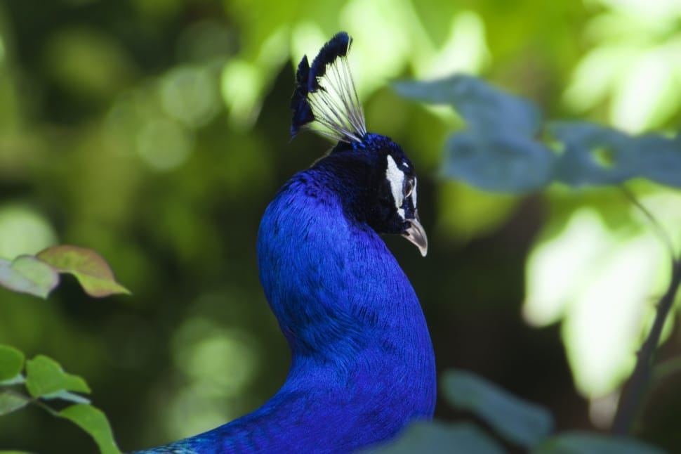 Peacock, Birds, Fauna, Colorful, Pen, bird, blue preview