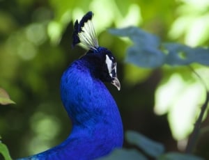 Peacock, Birds, Fauna, Colorful, Pen, bird, blue thumbnail