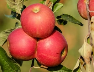 3 red apples thumbnail