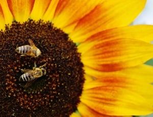 2 honeybees thumbnail