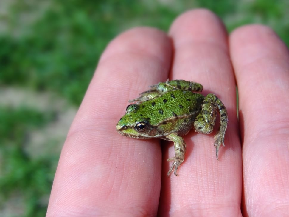 Green Frog, Frog, Small, Water Frog, one person, human hand preview