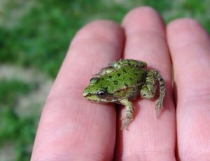 Green Frog, Frog, Small, Water Frog, one person, human hand thumbnail