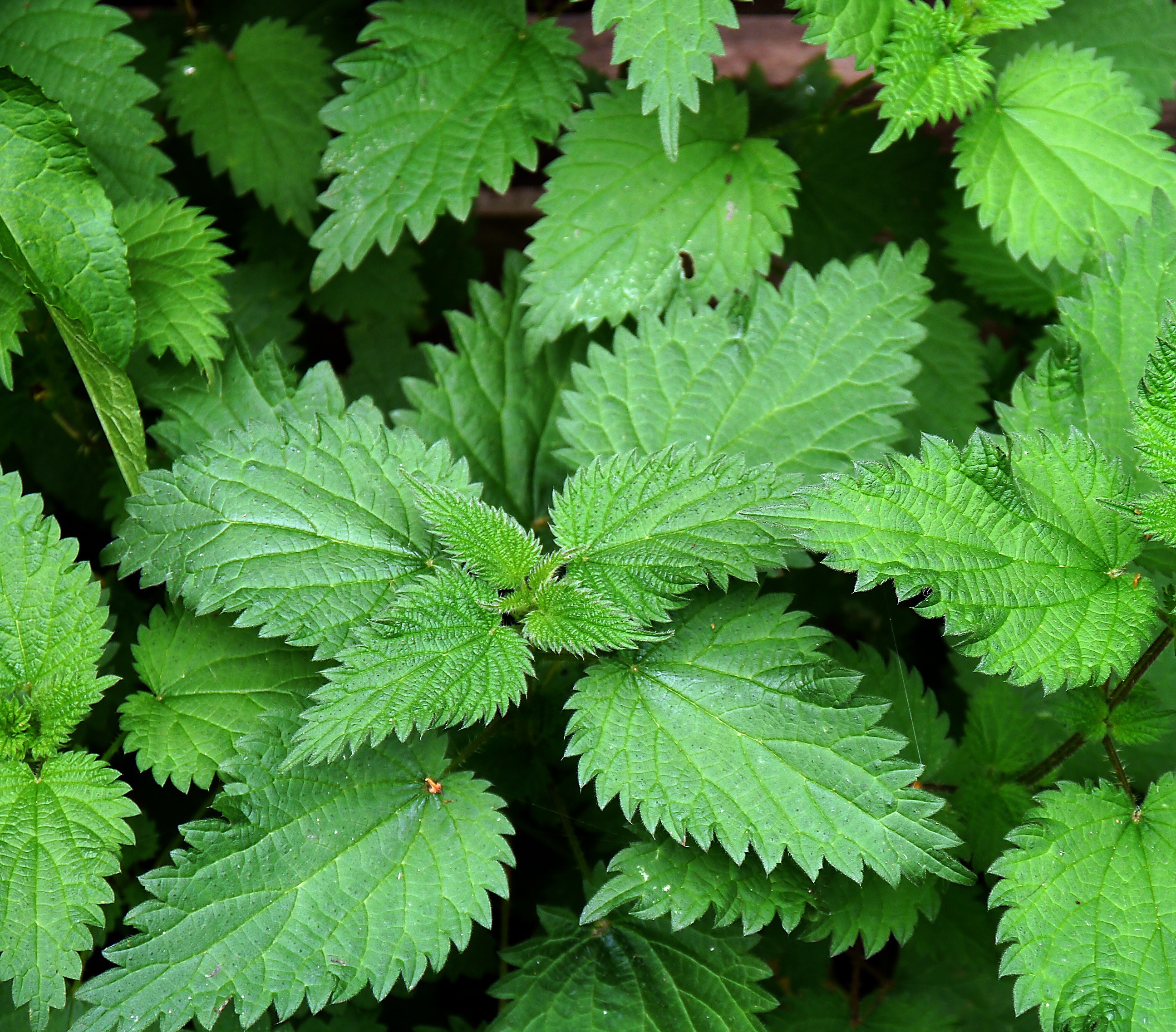 closeup photography of green outdoor plant during daytime