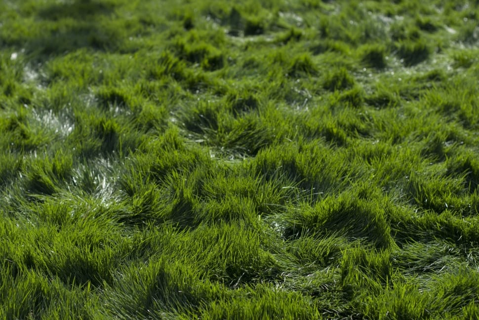 green grass preview