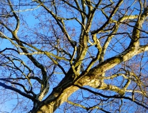 brown trees under blue sky at daytime thumbnail