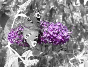 Butterfly Tree, Plant, Butterfly, Flower, purple, no people thumbnail