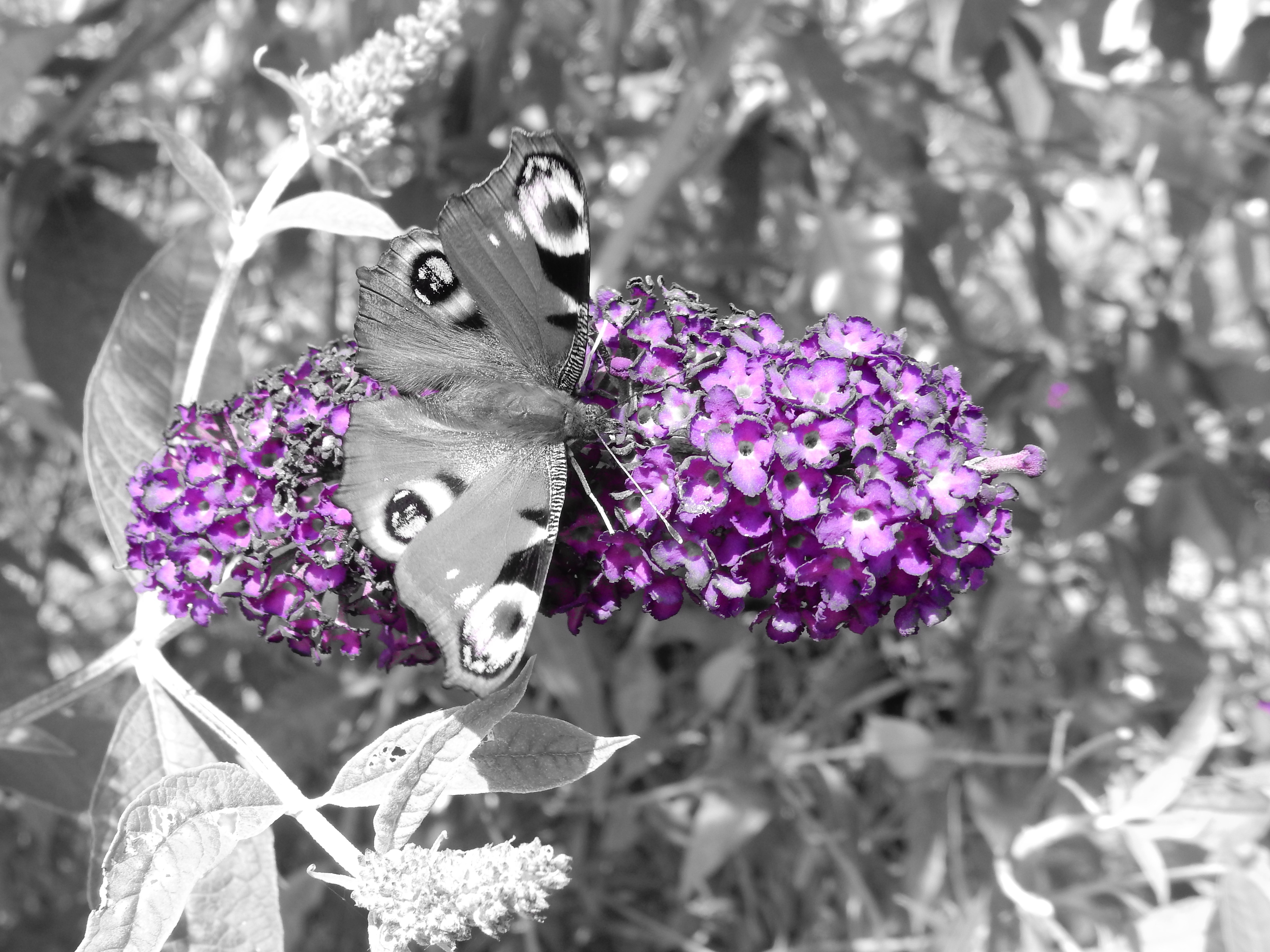 Butterfly Tree, Plant, Butterfly, Flower, purple, no people