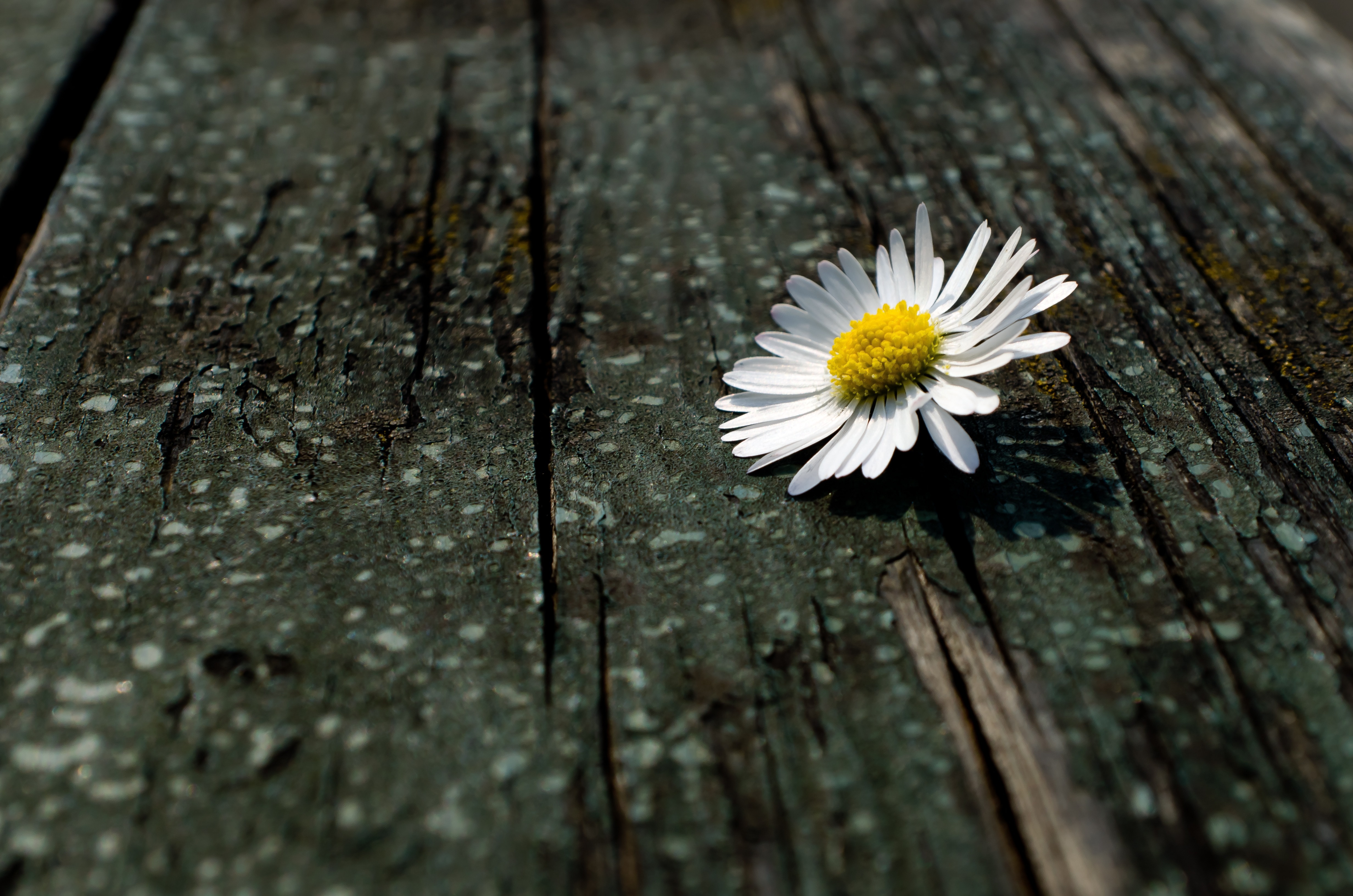 Цветок грустит. Одинокий цветок. Цветок одиночества. Одинокий цветочек. Красивый одинокий цветок.