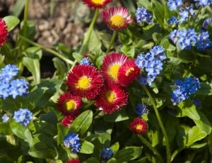 red and blue petaled flower thumbnail
