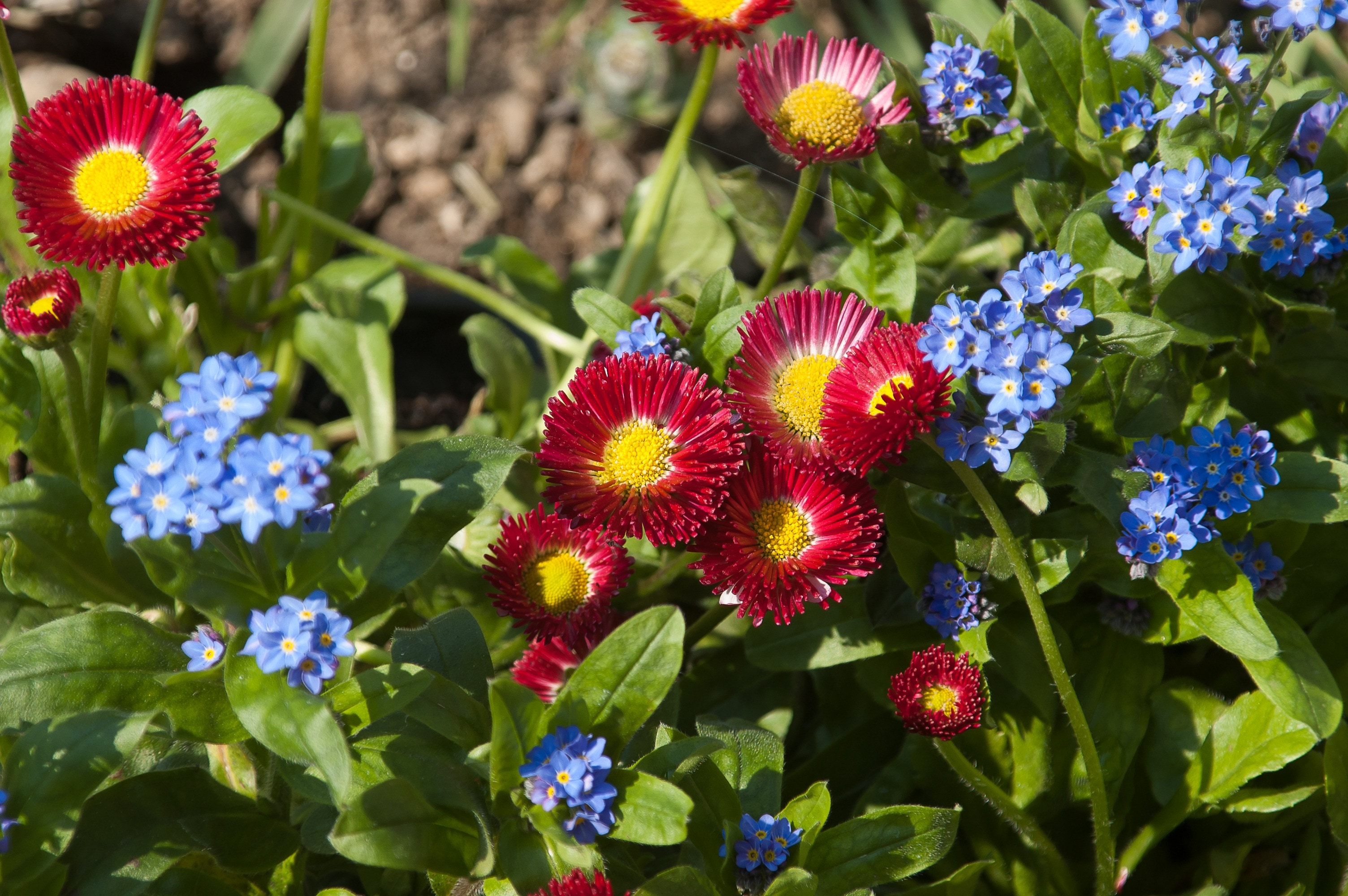 red and blue petaled flower