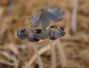 black and brown mushroom thumbnail