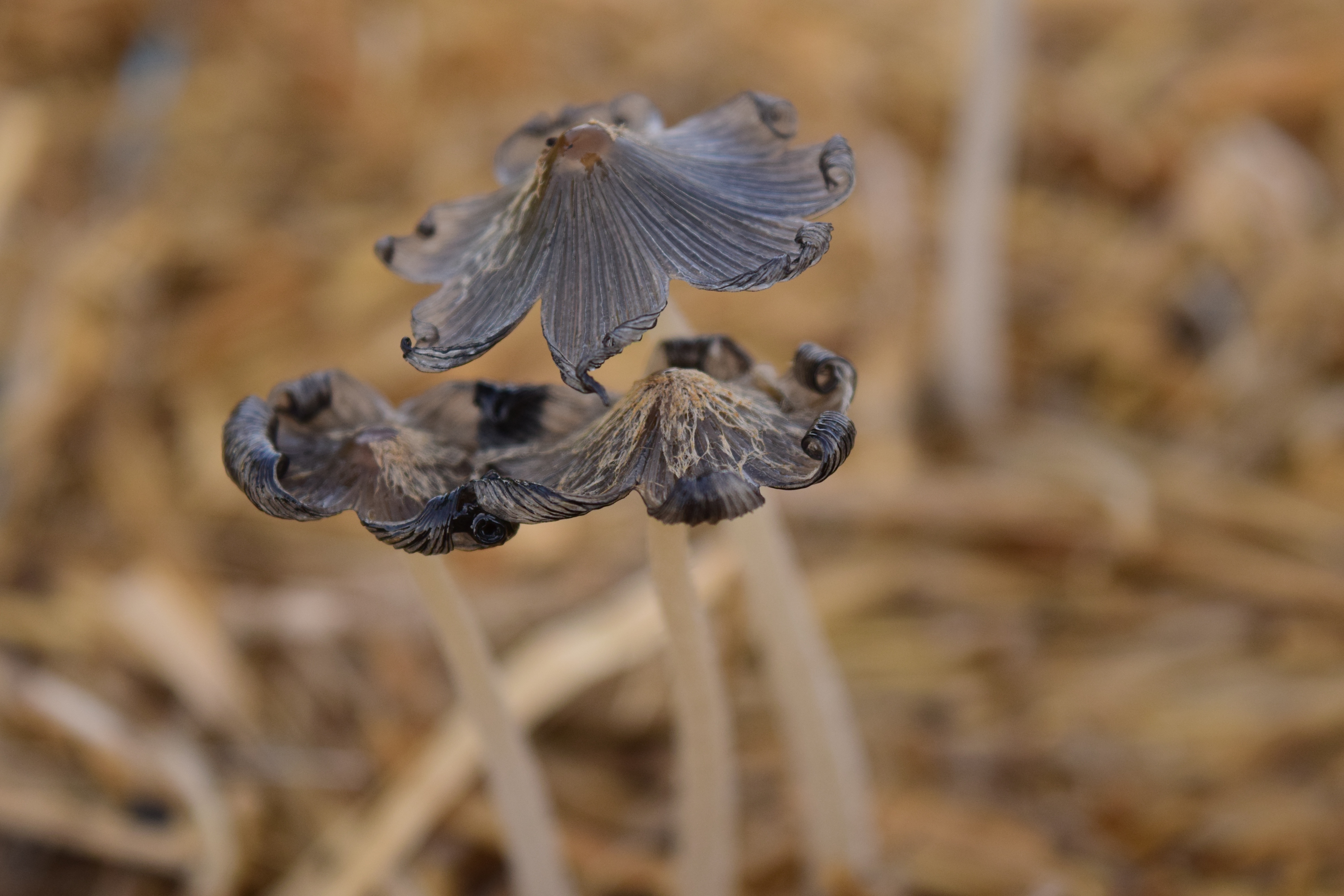 black and brown mushroom