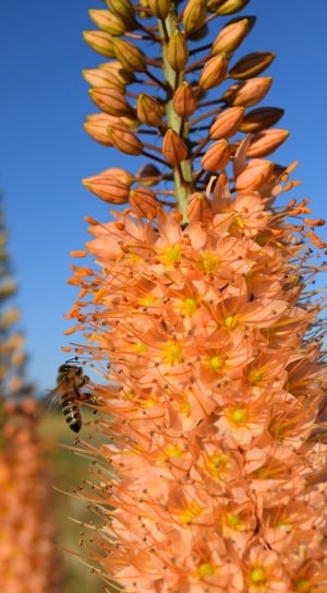 orange petaled flowers with black wasp thumbnail