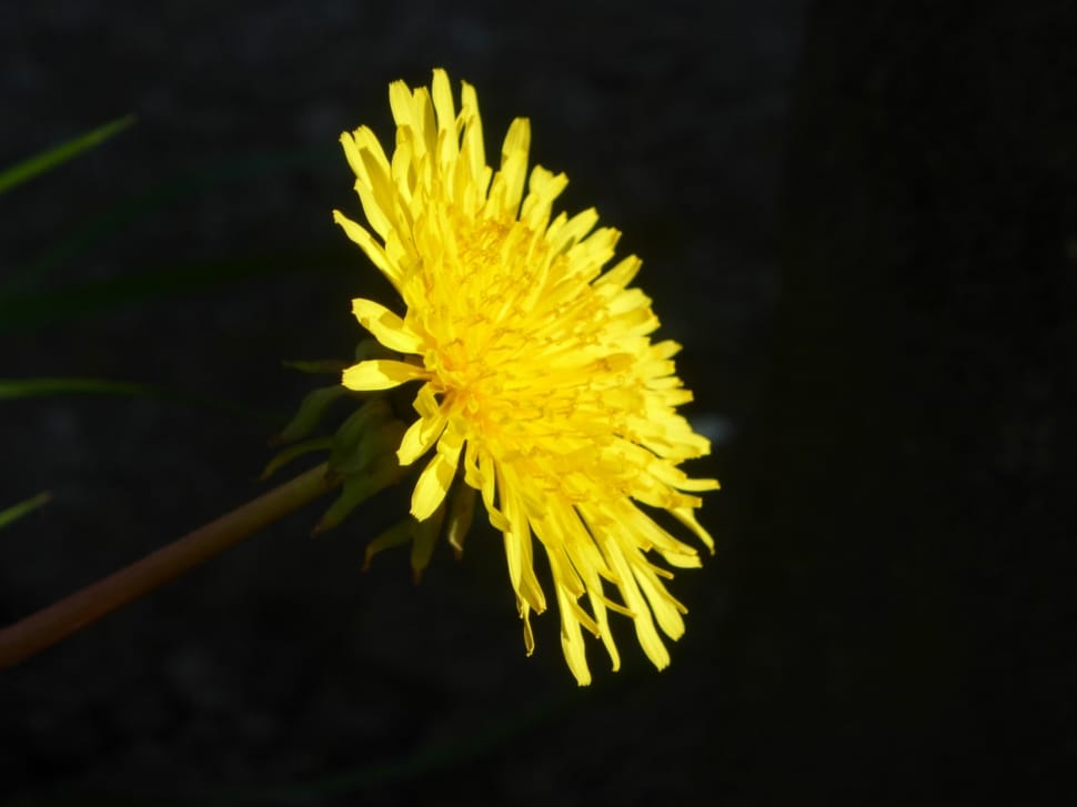 yellow chrysanthemum preview
